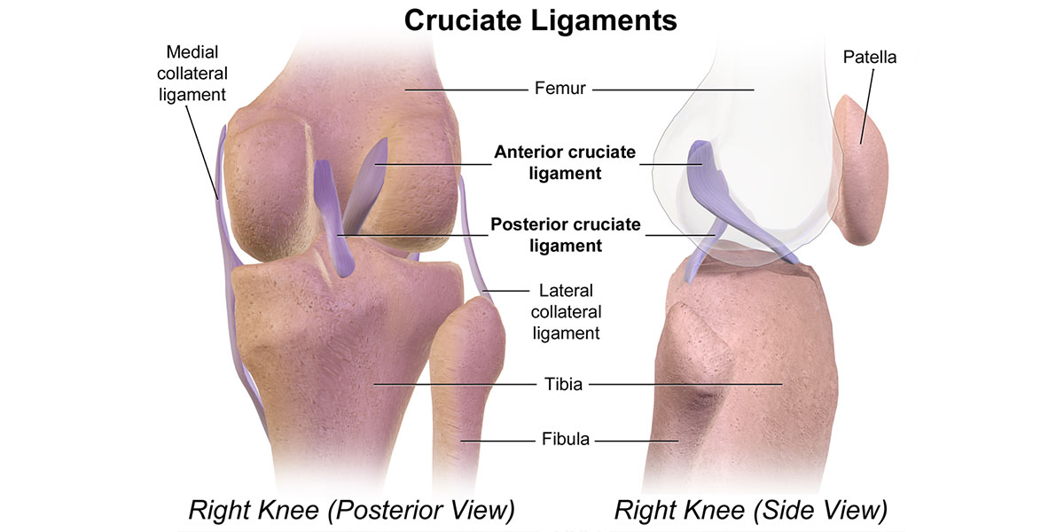 knee ligaments diagram